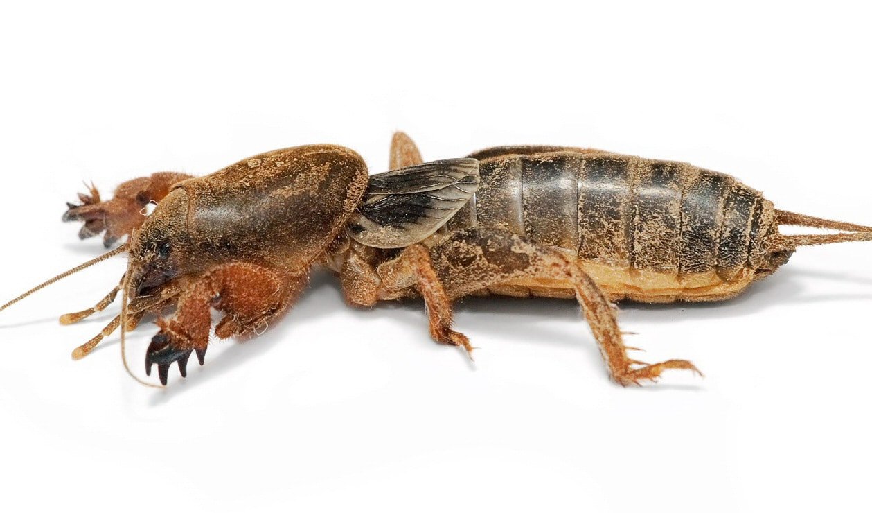 abid ullah recommends What Is A Mud Cricket