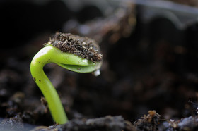 Best of Better to spill your seed on the ground