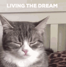 candice mata recommends living the dream gif pic