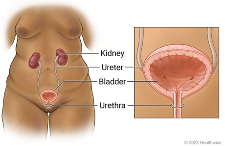 abhijit prakash recommends pictures of female urethra pic