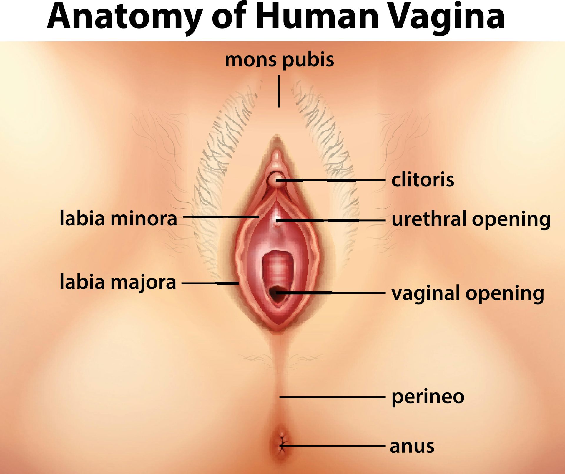 cynthia zufall recommends pic of vagina pic