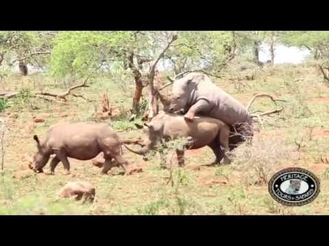 cristina palencia share elephant and rhino mating photos