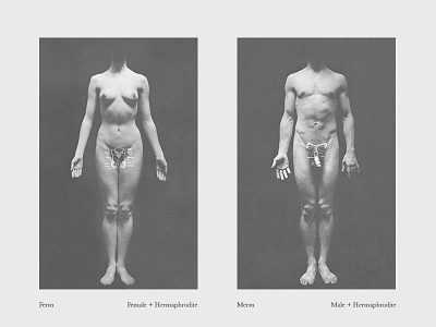 darryl griffin recommends Images Of A Hermaphrodite