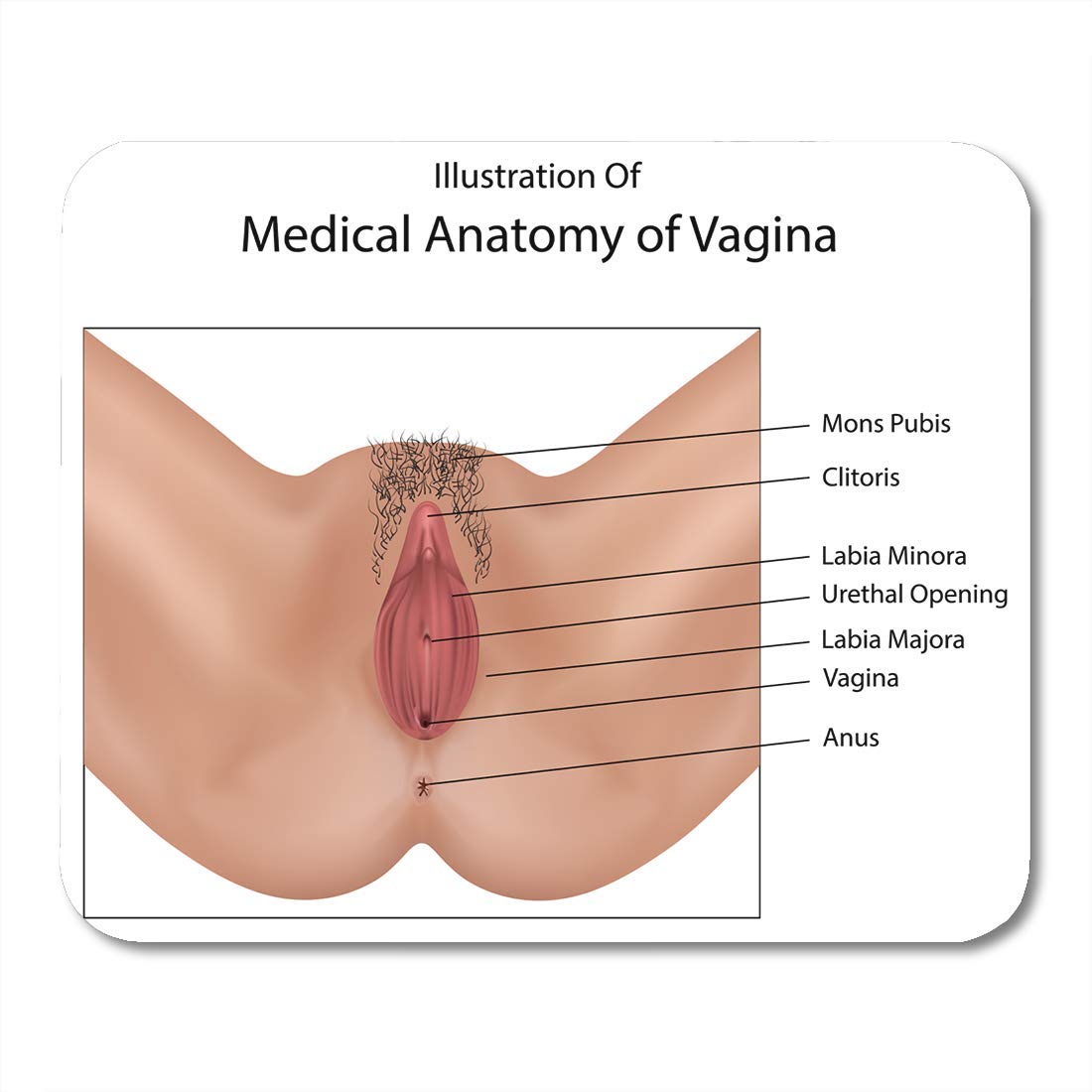 donabel ybanez recommends Woman Vagina Pics