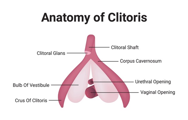 daniel borjesson recommends photos of clitorus pic
