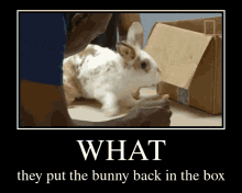 put the bunny back in the box gif