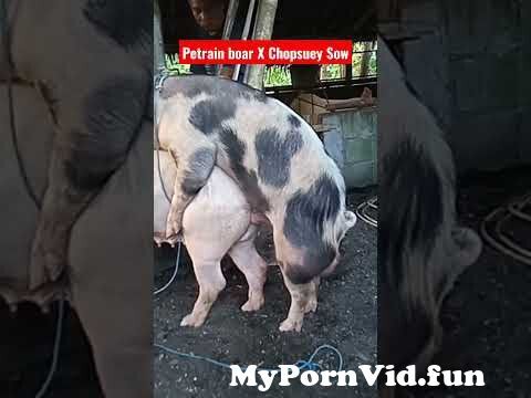 bryan steeves recommends man fucked by boar pic