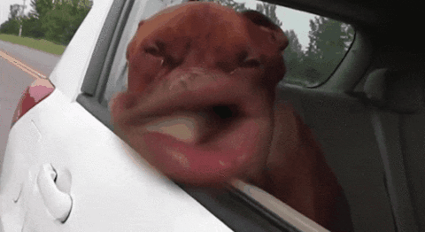 Best of Hilarious gifs with sound
