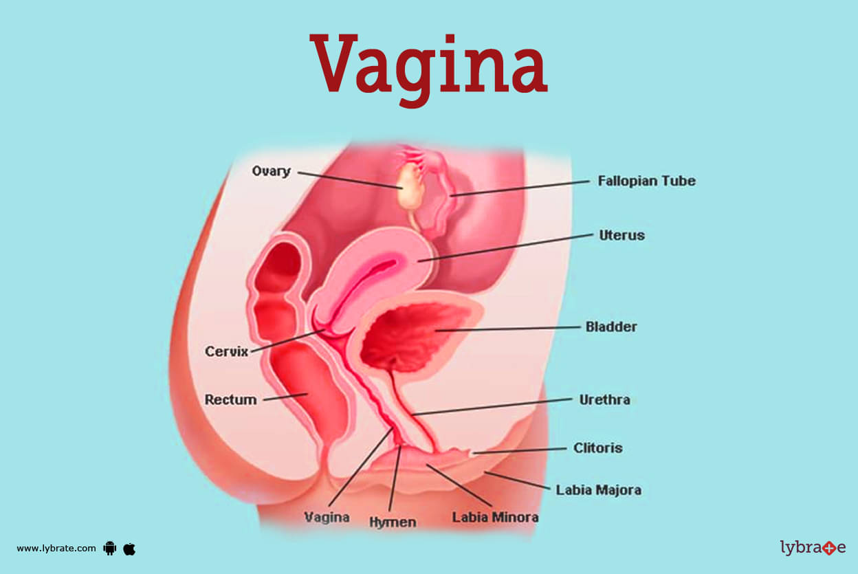 brandon rill recommends Pic Of Vagina
