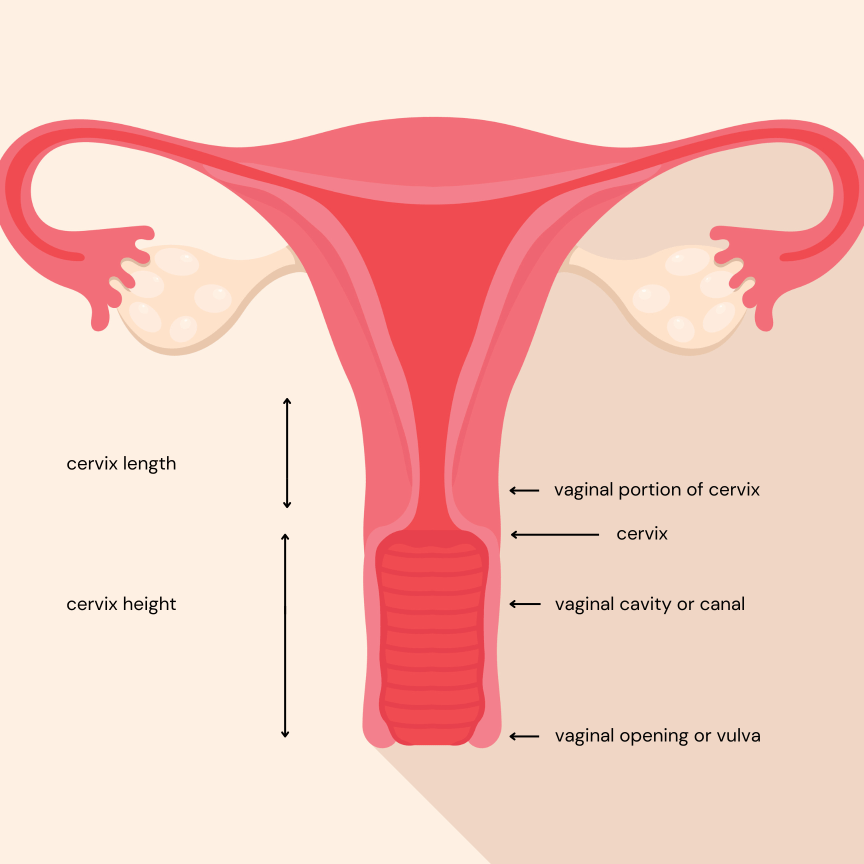 how to measure vagina depth