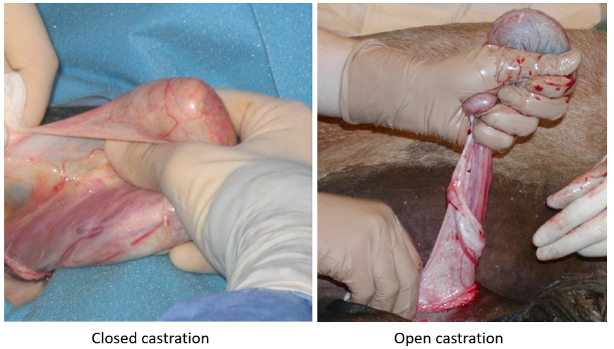 claude leonard share castration video human surgery photos