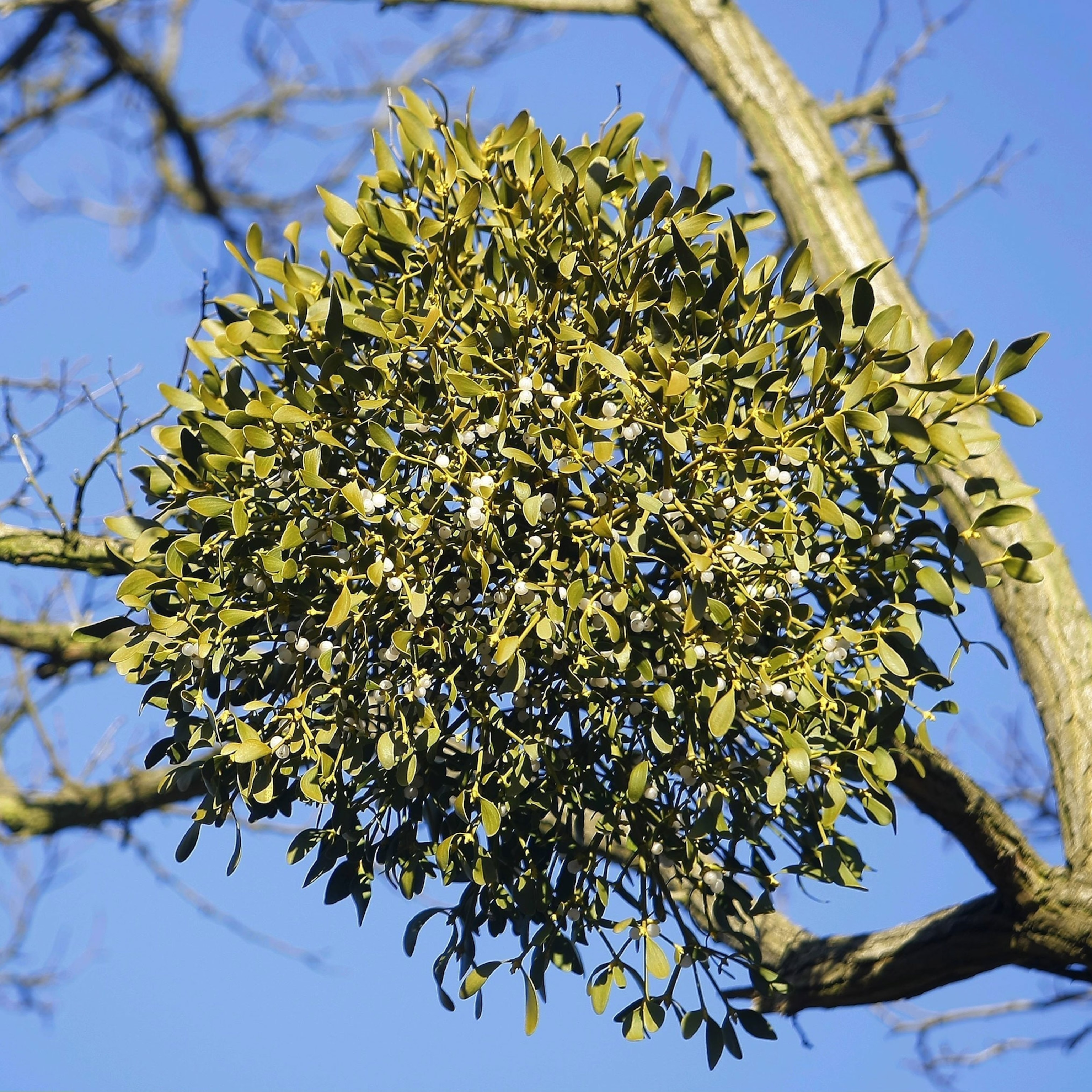 chris gehrig recommends images of mistletoe pic