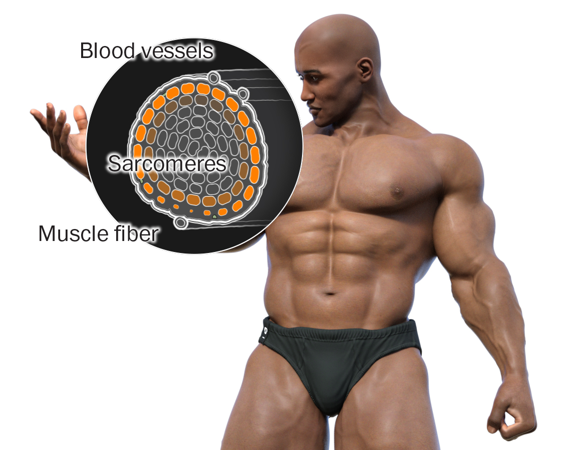 blak john recommends why do bodybuilders have small penises pic