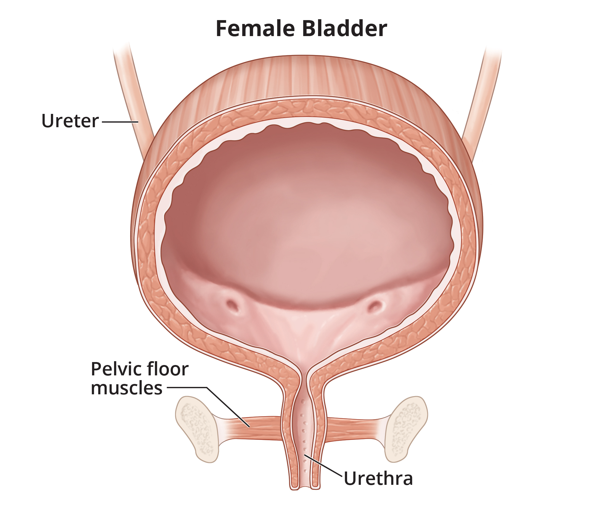 Best of Pictures of female urethra