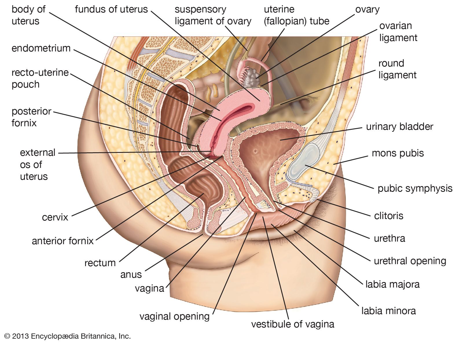 pic of vagina