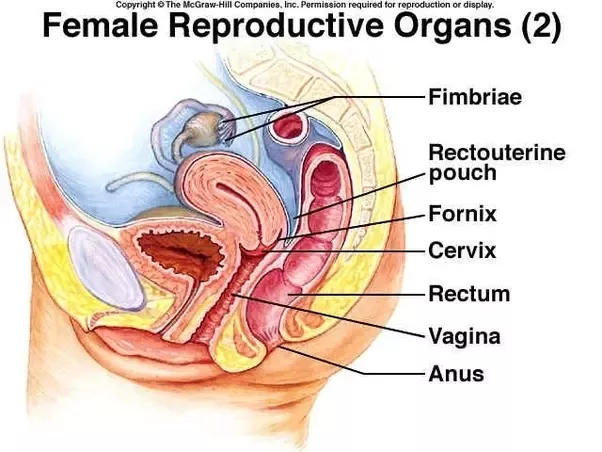 How To Measure Vagina Depth mature irina
