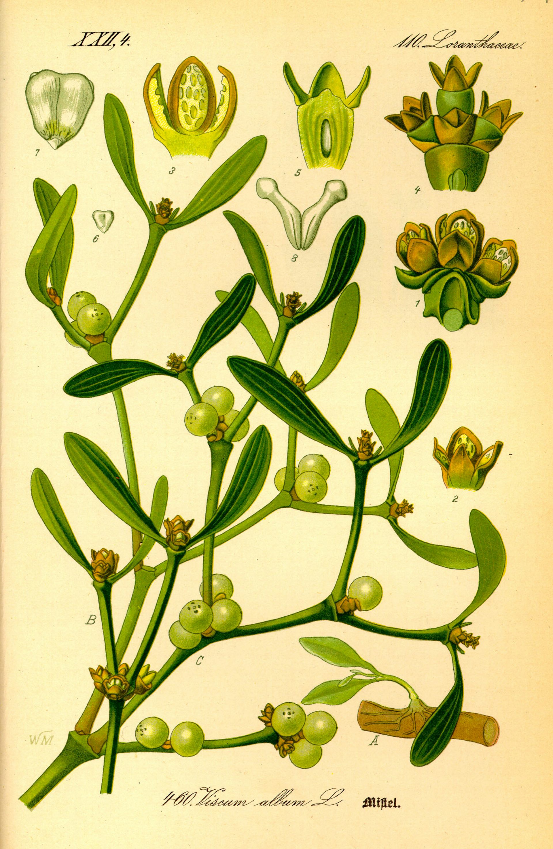 andrew subiela recommends Images Of Mistletoe