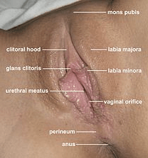 david braggs recommends gorgeous vagina pics pic