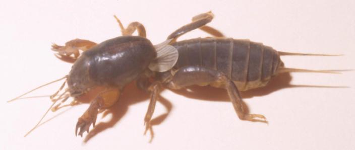 aaron lualhati recommends What Is A Mud Cricket