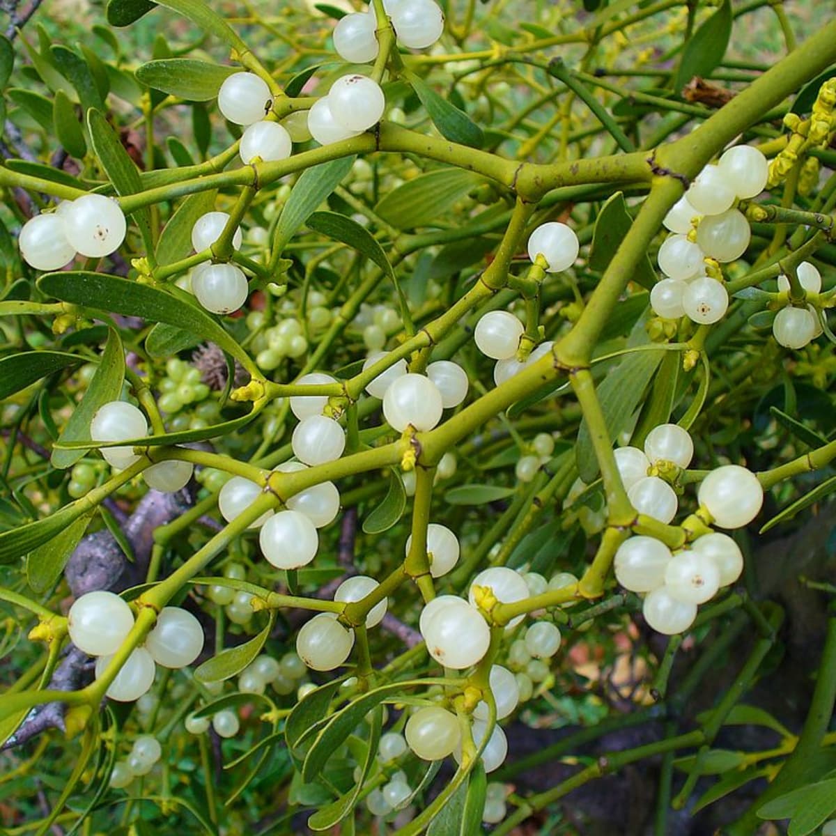 anush galoyan recommends images of mistletoe pic