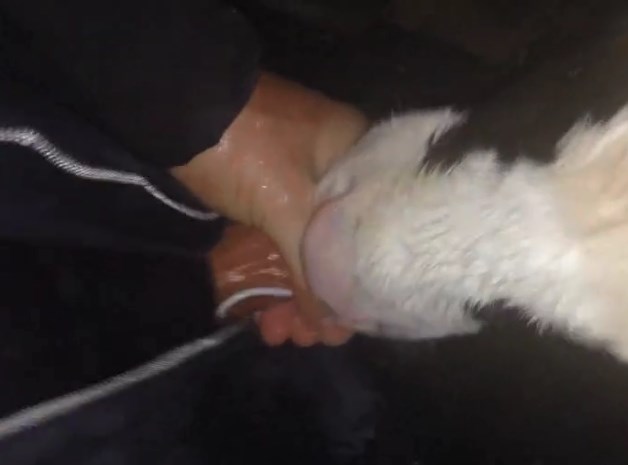 Best of Calf sucks mans dick