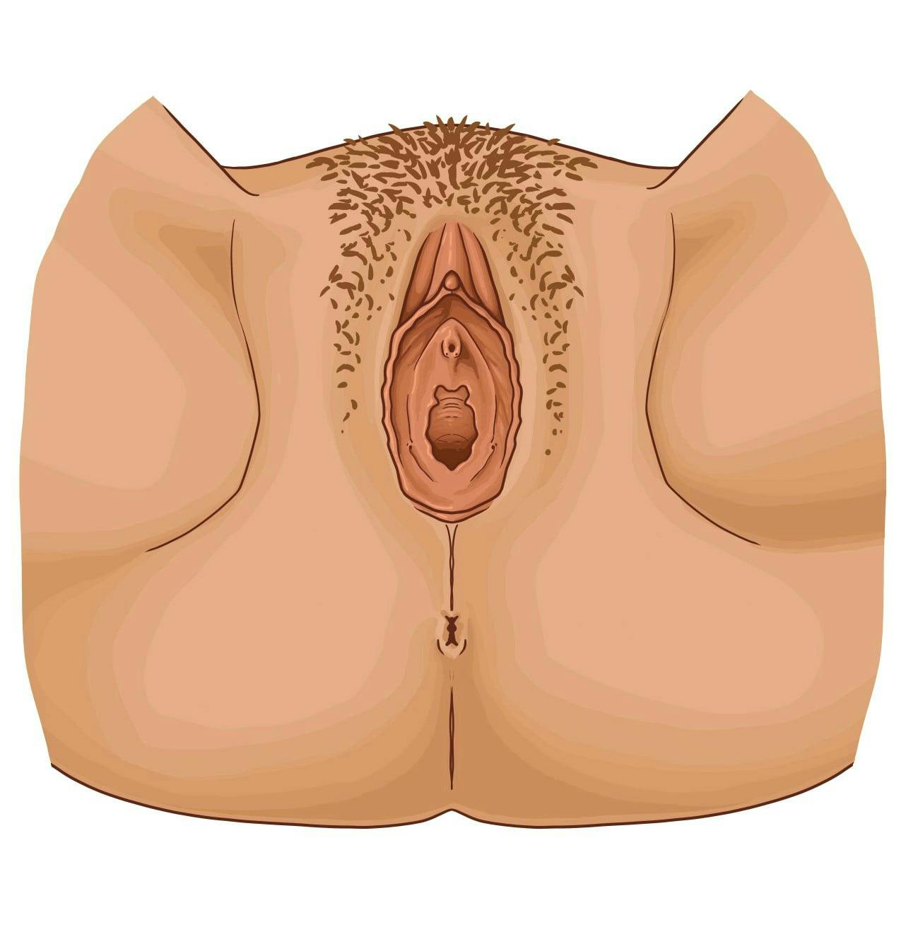 pictures of female urethra