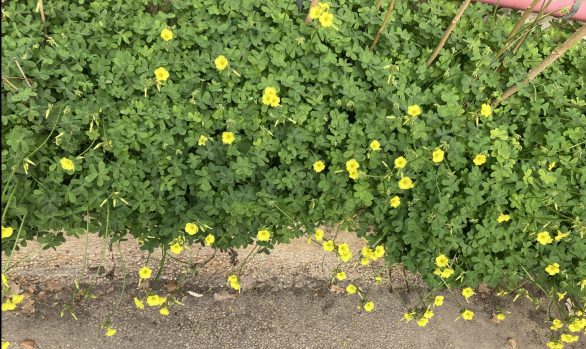 chelsea becerra recommends better to spill your seed on the ground pic