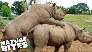 elephant and rhino mating