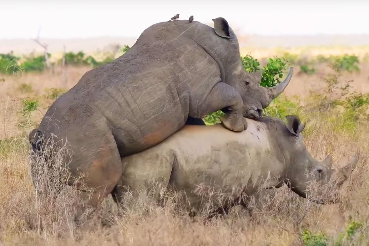 Best of Elephant and rhino mating