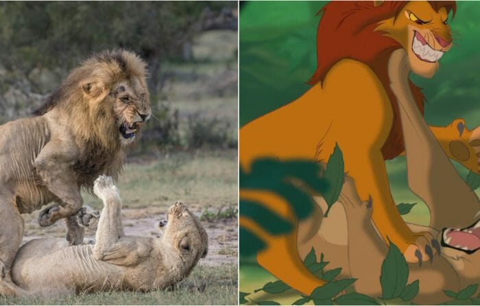 dorothy smithson add lion king mating stories photo