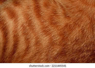 carl ansell add flat chested hairy pussy photo