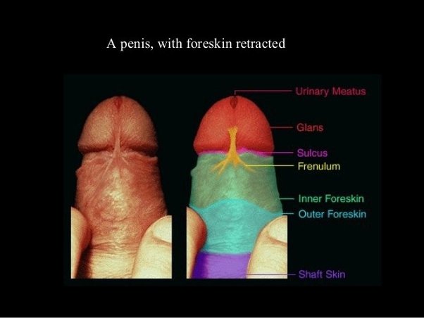 corey palm recommends How To Masturbate Uncircumcised