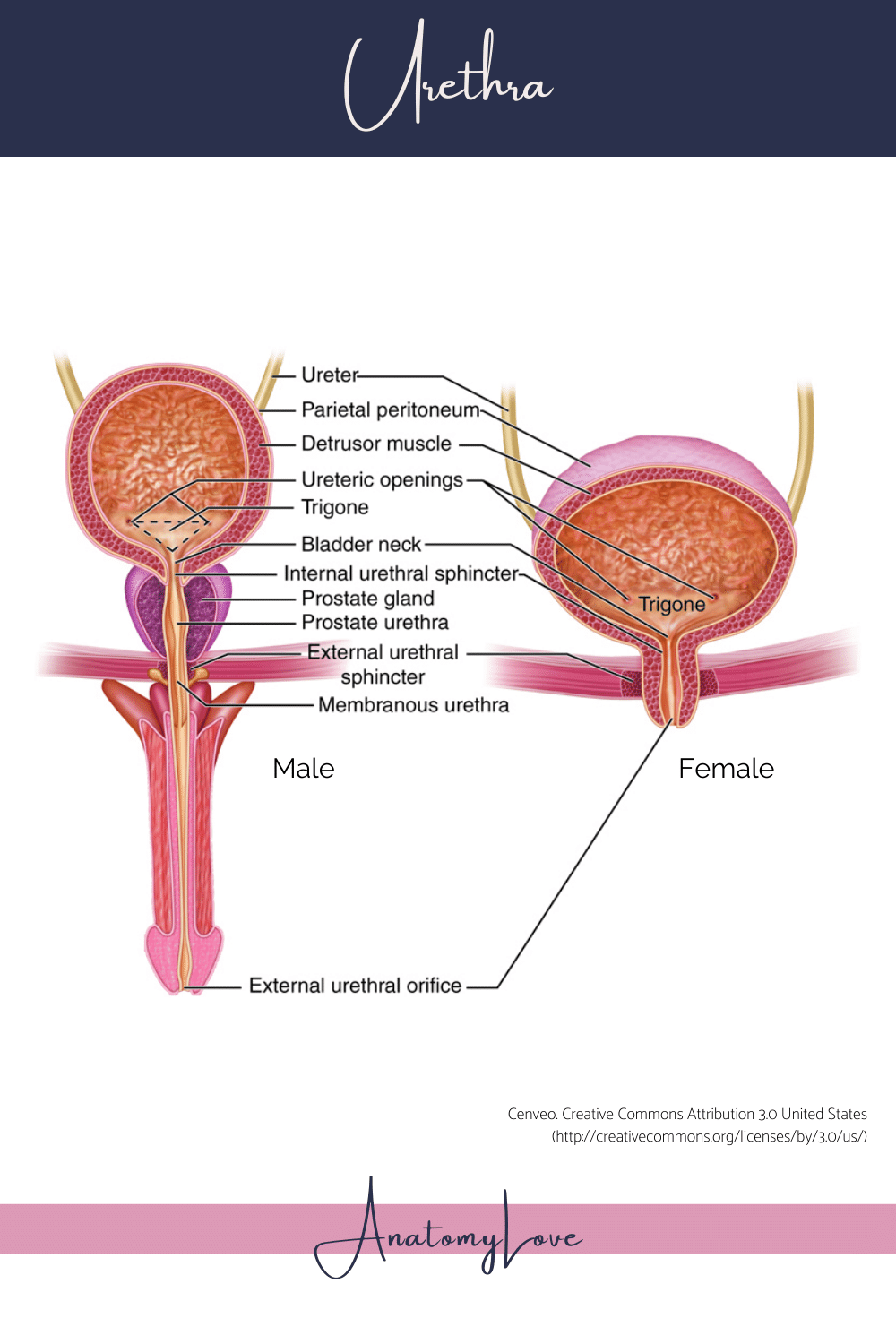 charles truax recommends pictures of female urethra pic