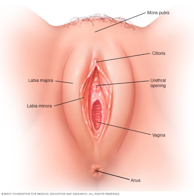 woman vagina pics